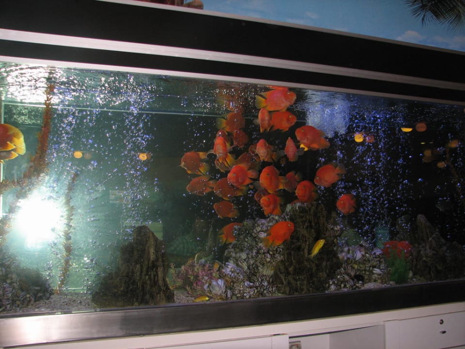 Recepcja Asteria Family Belek