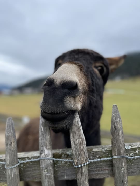 Sonstiges Dachsteinkönig - Familux Resort