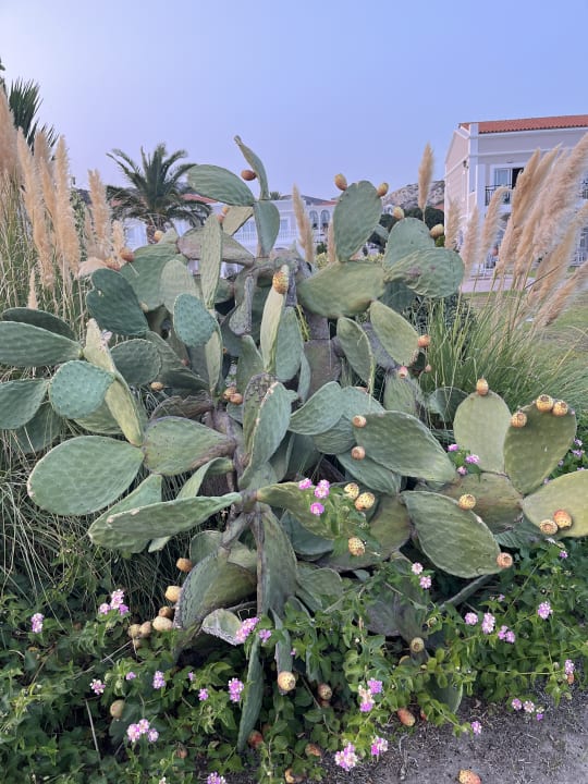 Gartenanlage Porto Bello Royal