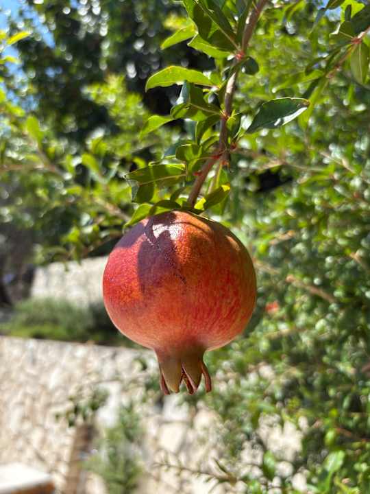 Gartenanlage Trinitys Ulupinar
