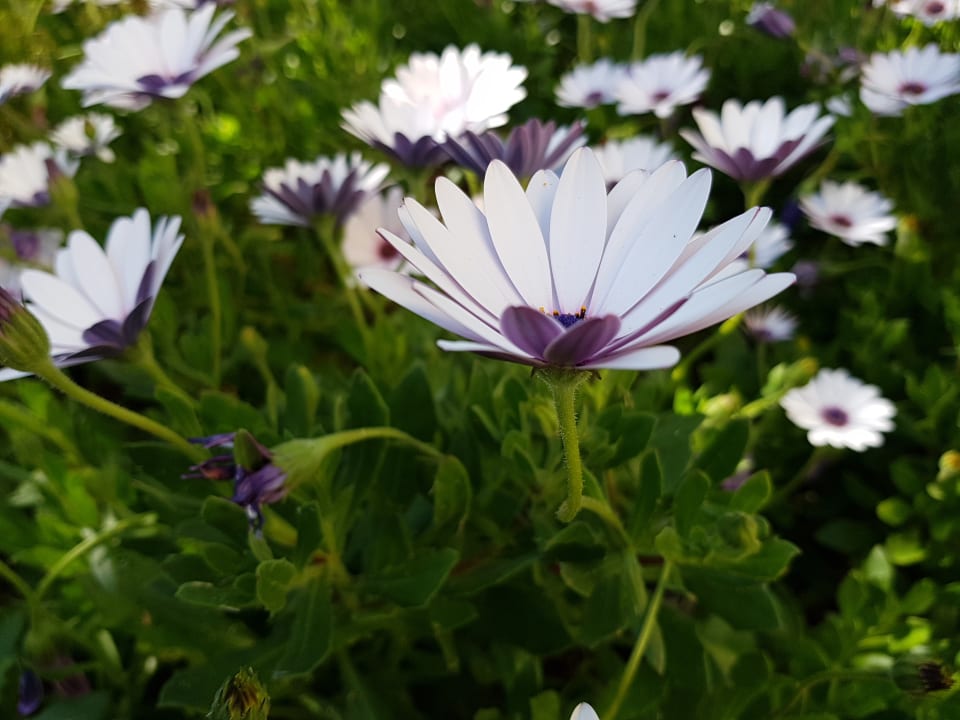 Garten PortoBay Falésia