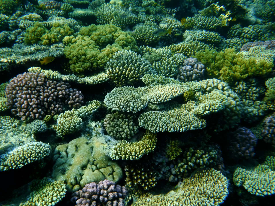 Sport & Freizeit Shams Alam Beach Resort