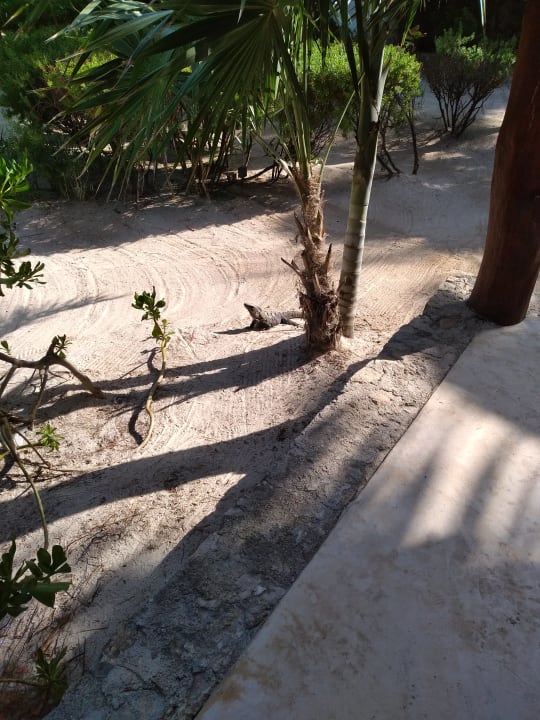 Gartenanlage Hotel Villas Flamingos