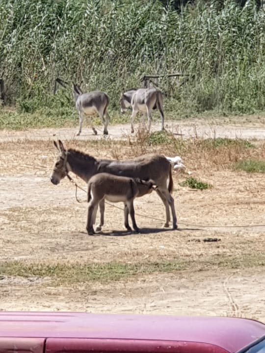 Gartenanlage Apollonia Beach Resort & Spa