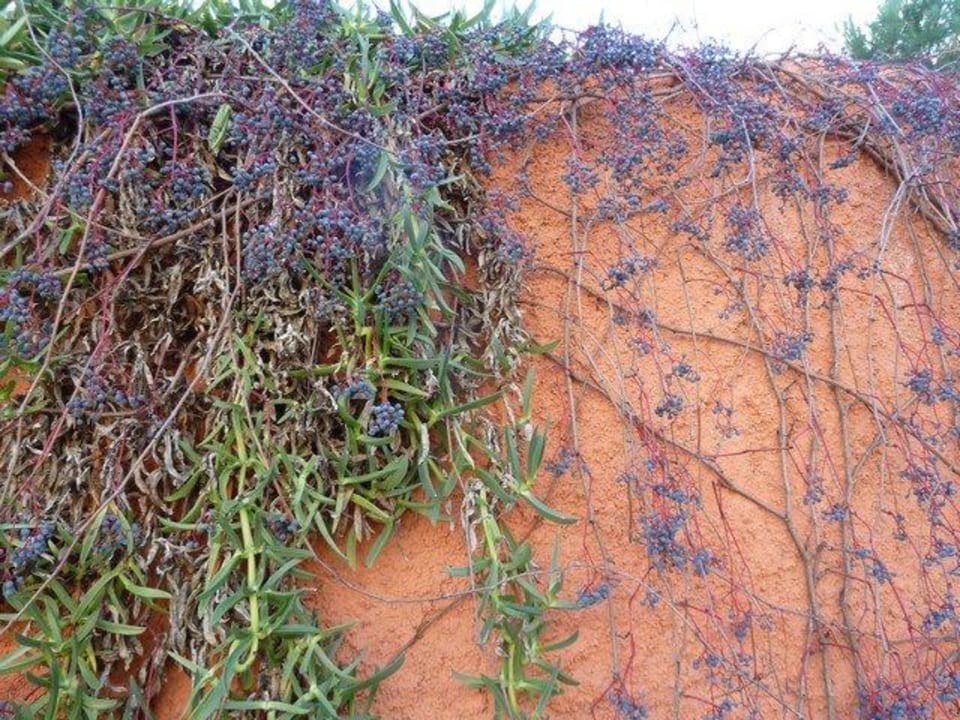 Tunnelwand zu den Bungalows Voyage Belek Golf & Spa