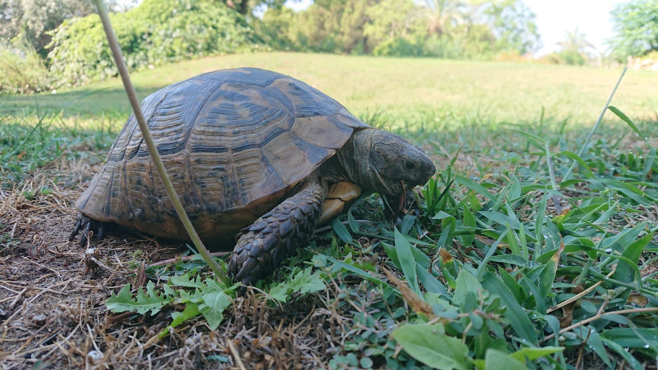 Gartenanlage Asteria Family Belek