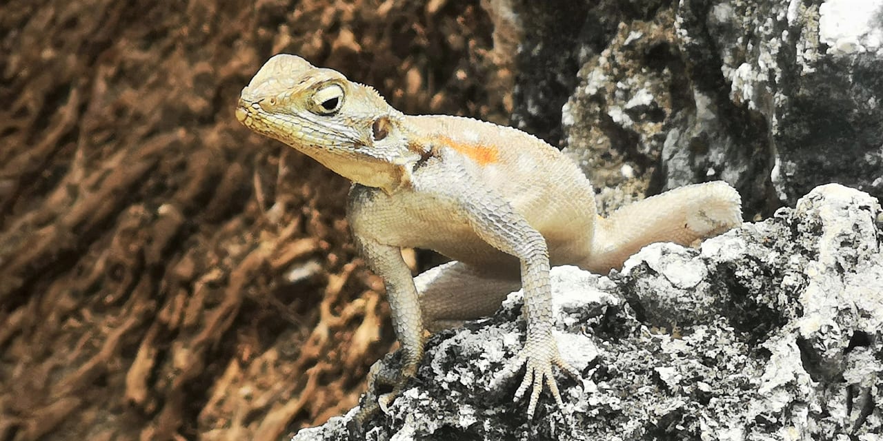 Gartenanlage Bahari Beach Hotel