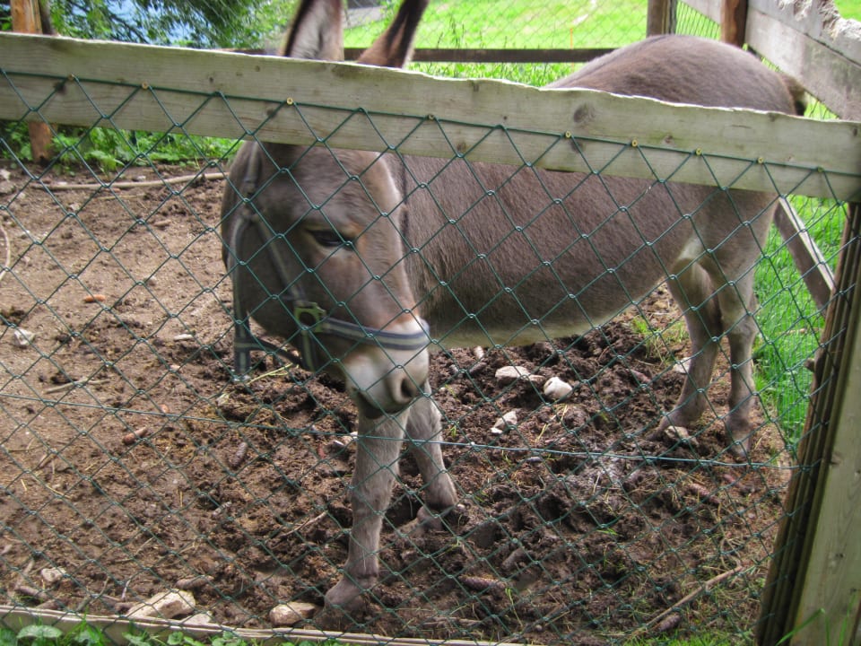 Esel  Frieden DAS Alpine Panorama  Hotel