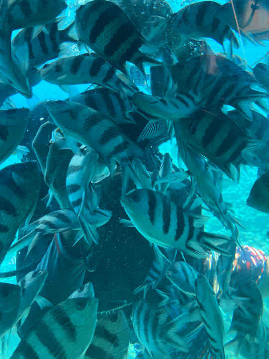 Sport & Freizeit Serenity Alma Heights