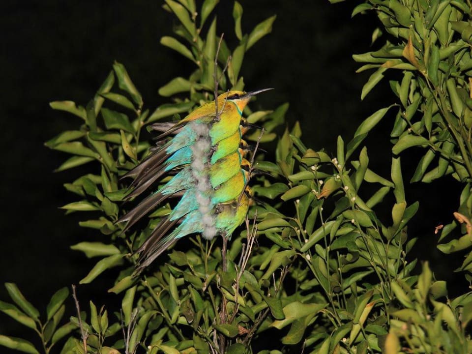 Bienenfresser Eagle Rock Guest-Farm & Business Lodge