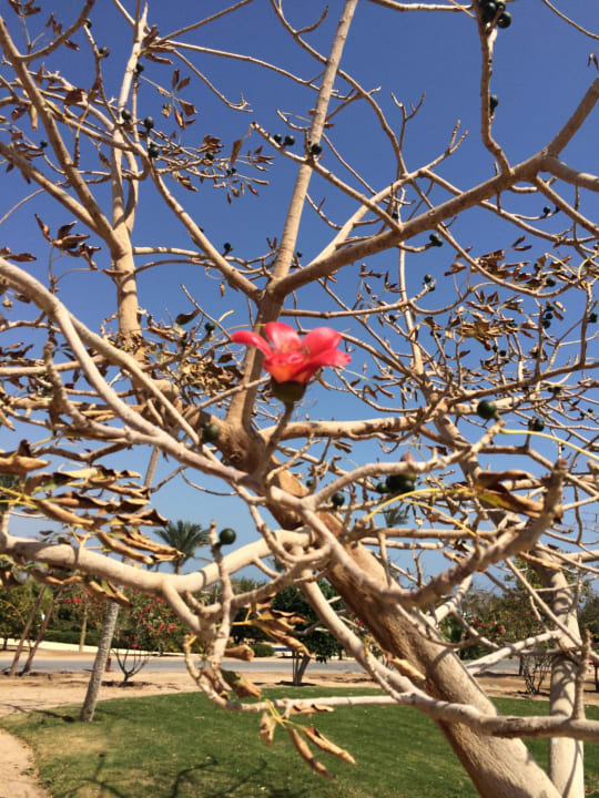 Blume  Steigenberger Aqua Magic