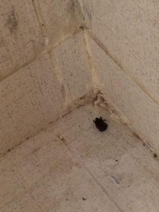 Der Bewohner der öffentlichen Toilette  Riviera Aqua Park Resort