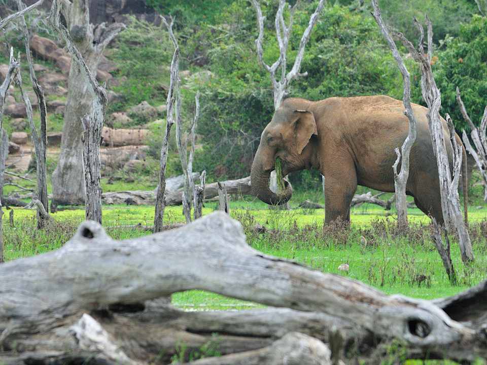 Wild Life Mahoora Tented Safari Camp - Yala