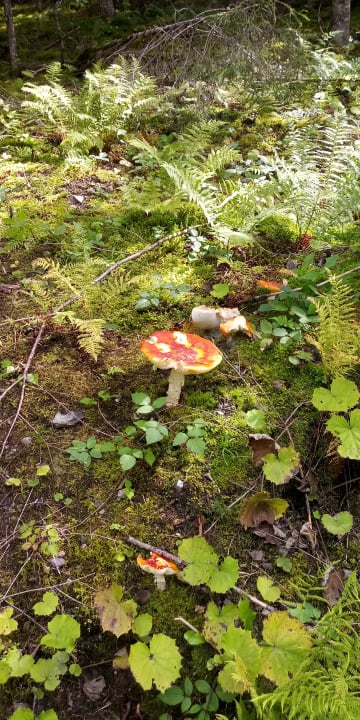 Sonstiges Gut Wenghof - Family Resort