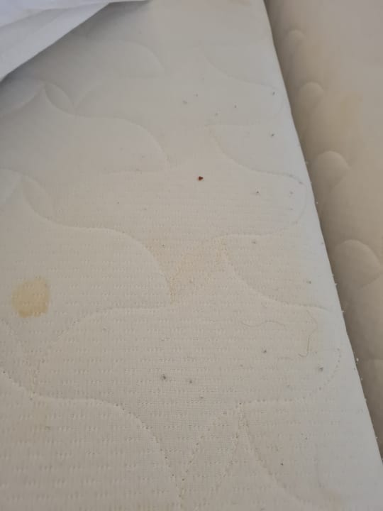 Zimmer Dorint Herrenkrug Parkhotel Magdeburg