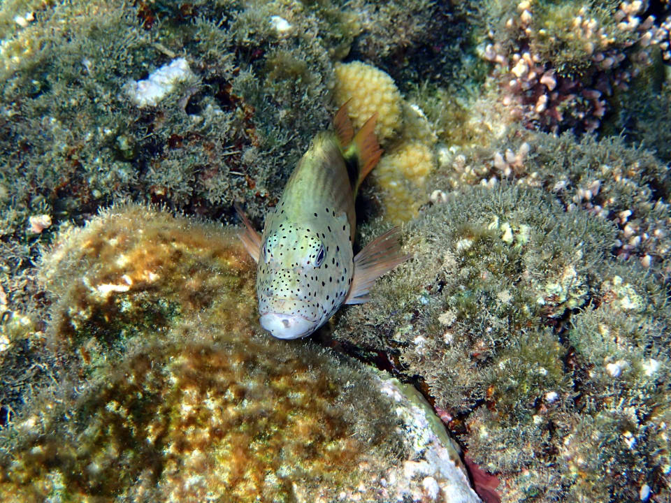 Hausriff Steigenberger Coraya Beach - Adults only