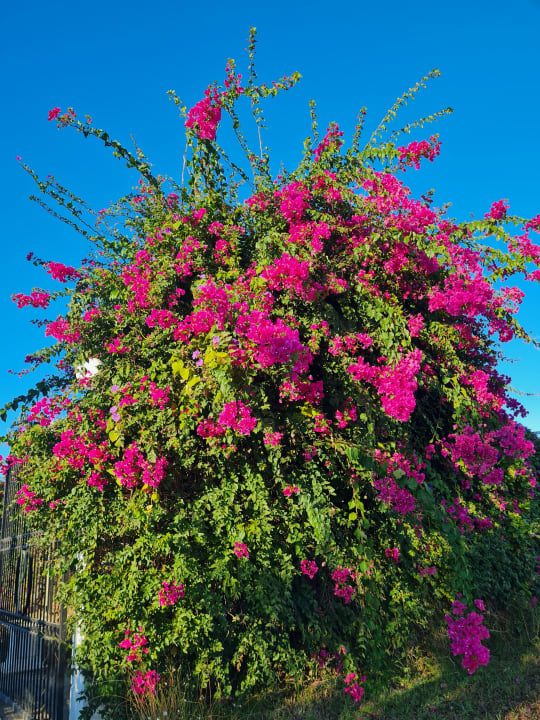 Gartenanlage Smy Kos Beach & Splash