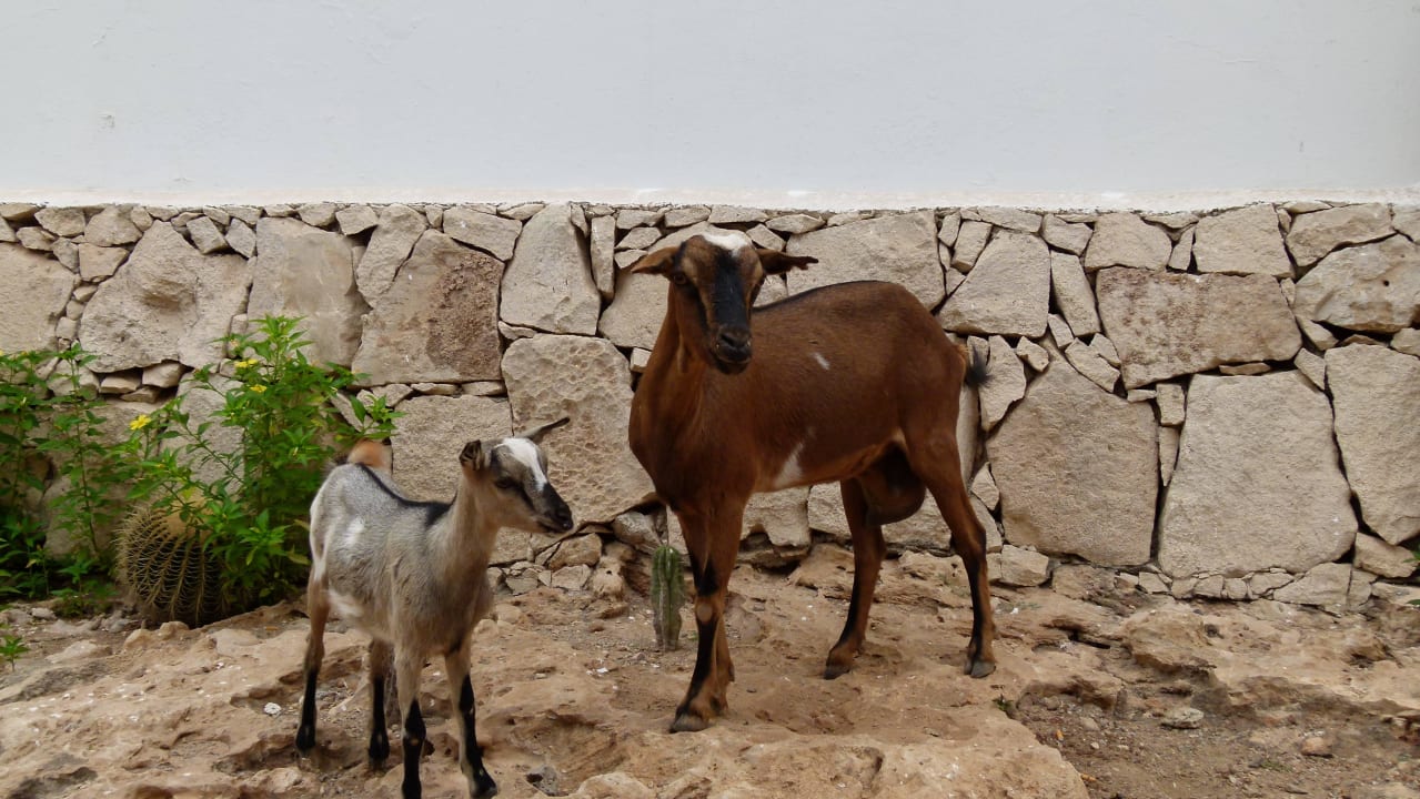 Ziegen in der Anlage VOI Praia De Chaves Resort