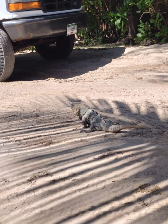 Sonstiges Akumal Bay Beach & Wellness Resort