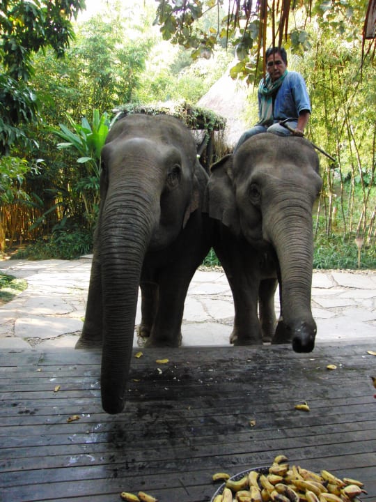 Elefantenfütterung beim Frühstück Four Seasons Tented Camp Golden Triangle