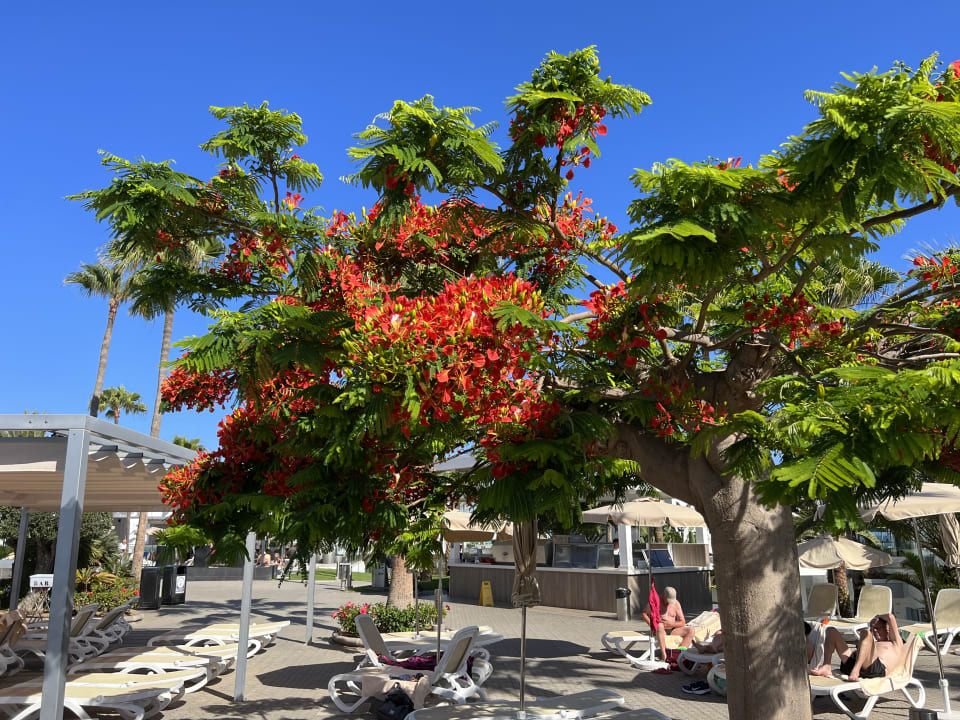 Gartenanlage Hotel Riu Gran Canaria