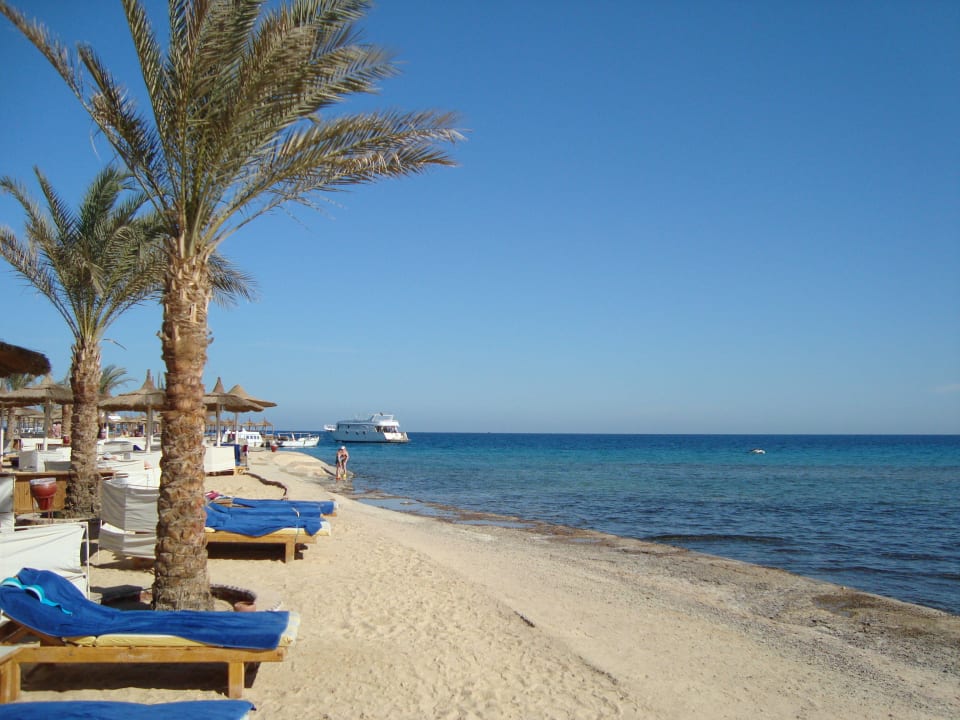 Пляж, море Beach Albatros Resort