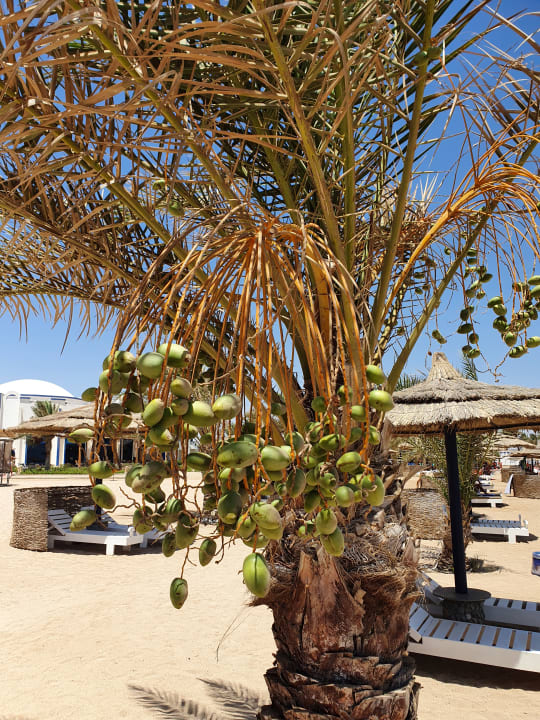 Gartenanlage Coral Sun Beach