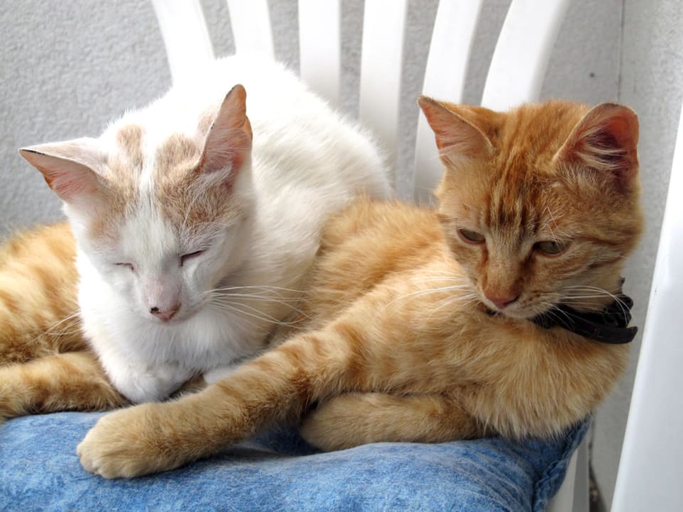 Hauskatzen Haus Magdalena