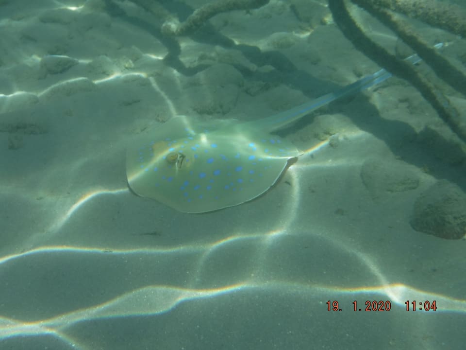 Strand Steigenberger Coraya Beach - Adults only