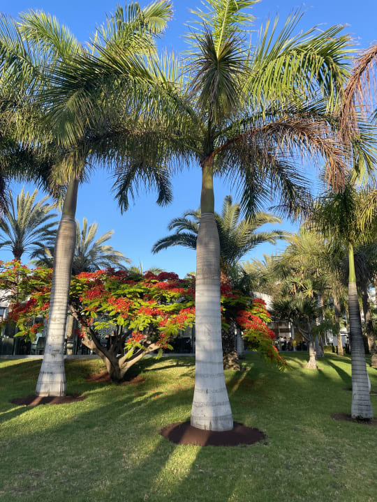 Gartenanlage Hotel Riu Palace Meloneras