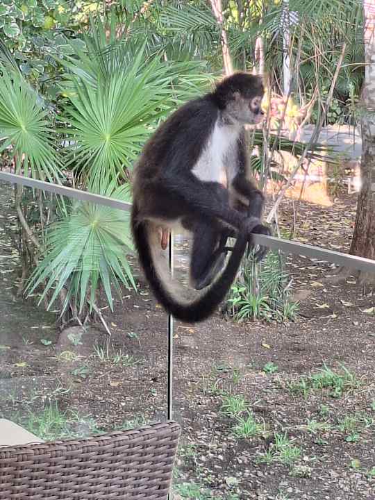 Sonstiges Hotel Riu Tequila