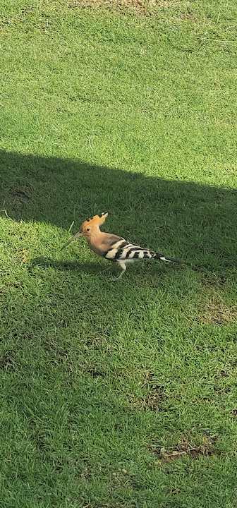 Gartenanlage Iberotel Palace
