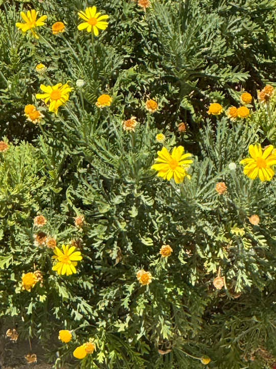 Gartenanlage Albatros Spa & Resort Hotel