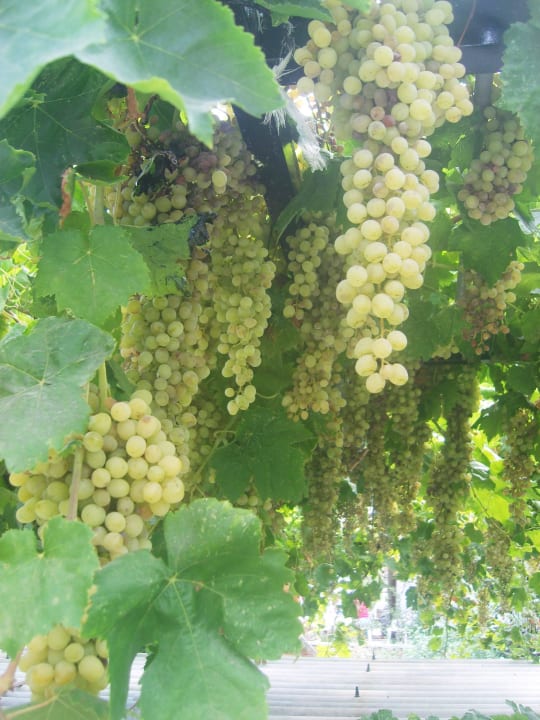 Wein Aydin Agora Pension