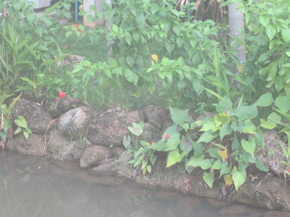 Tier in Anlage Khaolak Laguna Resort