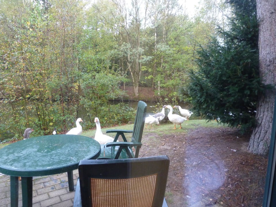 Tägliche Besucher Center Parcs De Kempervennen