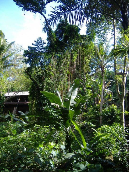 Garten Hotel Tjampuhan