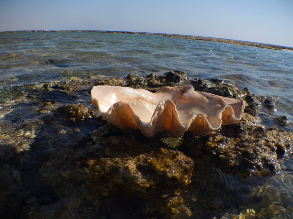 Strand Steigenberger Resort Alaya Marsa Alam - Red Sea - Adults only