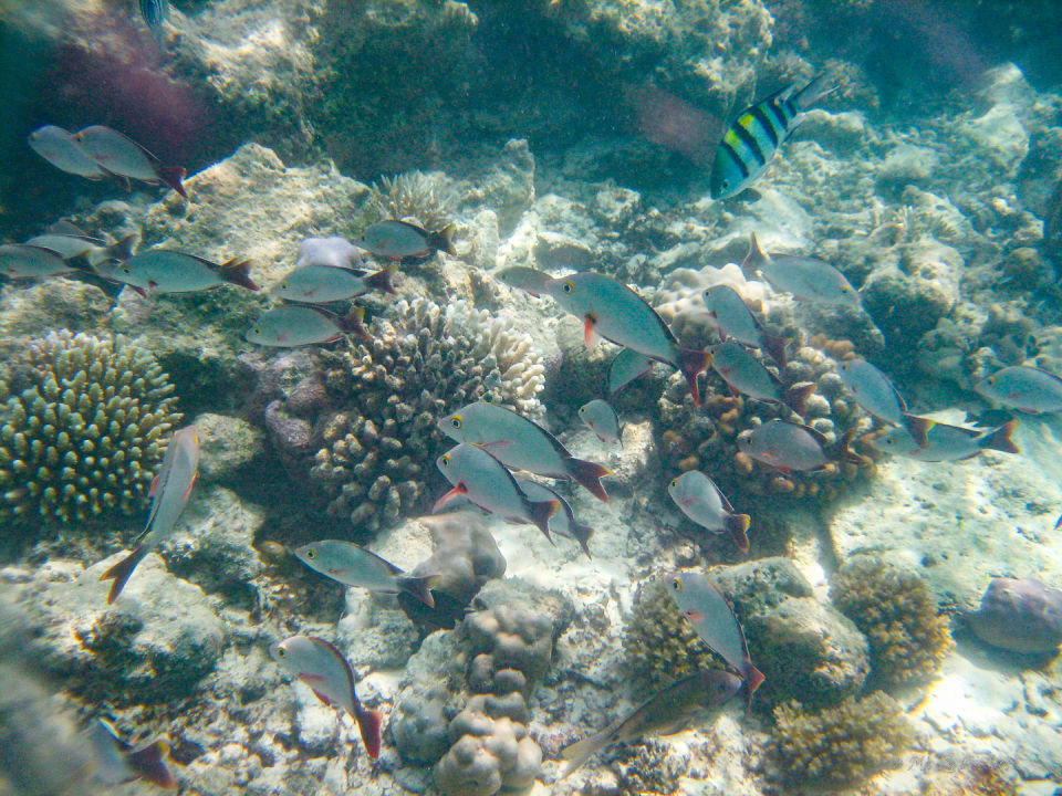 Sport & Freizeit Summer Island Maldives