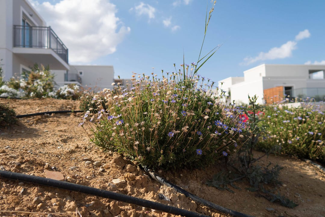 Pflanzen müssen noch wachsen Anemos Luxury Grand Resort