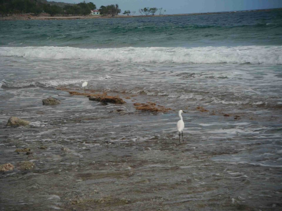 Dort zT mit See-Igeln Hotel Islazul Costa Morena