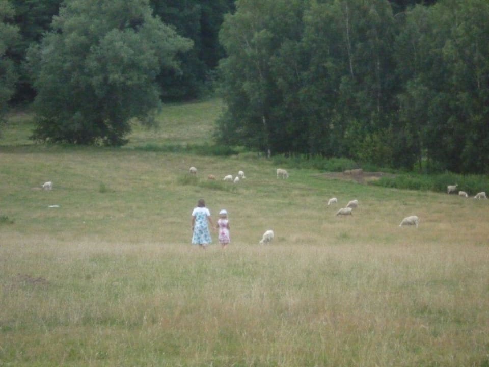 Schafweide direkt hinter dem Hotel Hotel Groß Breesen