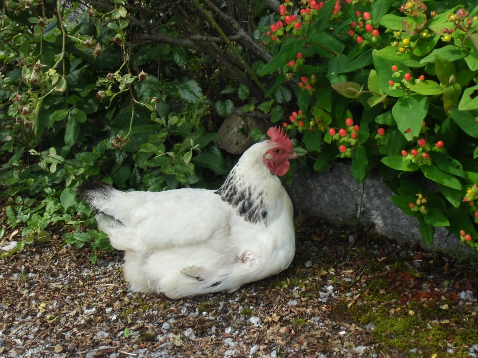 Gartenanlage Ferienwohnungen Grünberghof