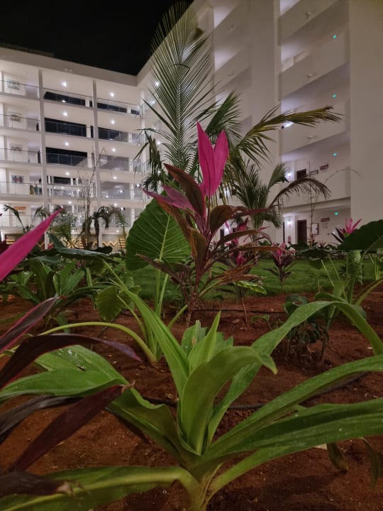 Gartenanlage Hotel Riu Jambo