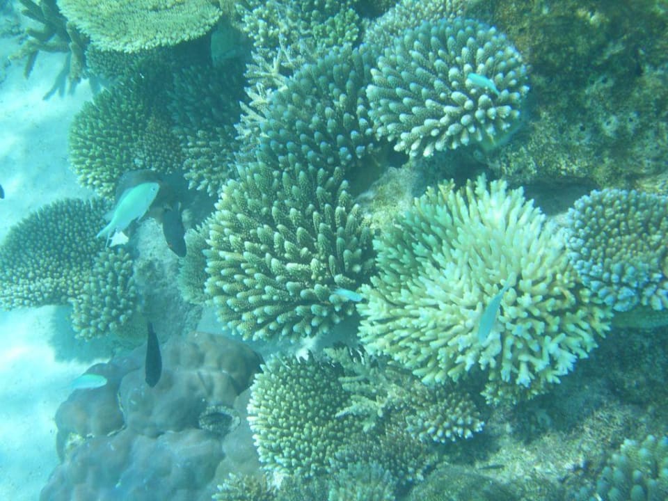 Hausriff auf Angaga Angaga Island Resort