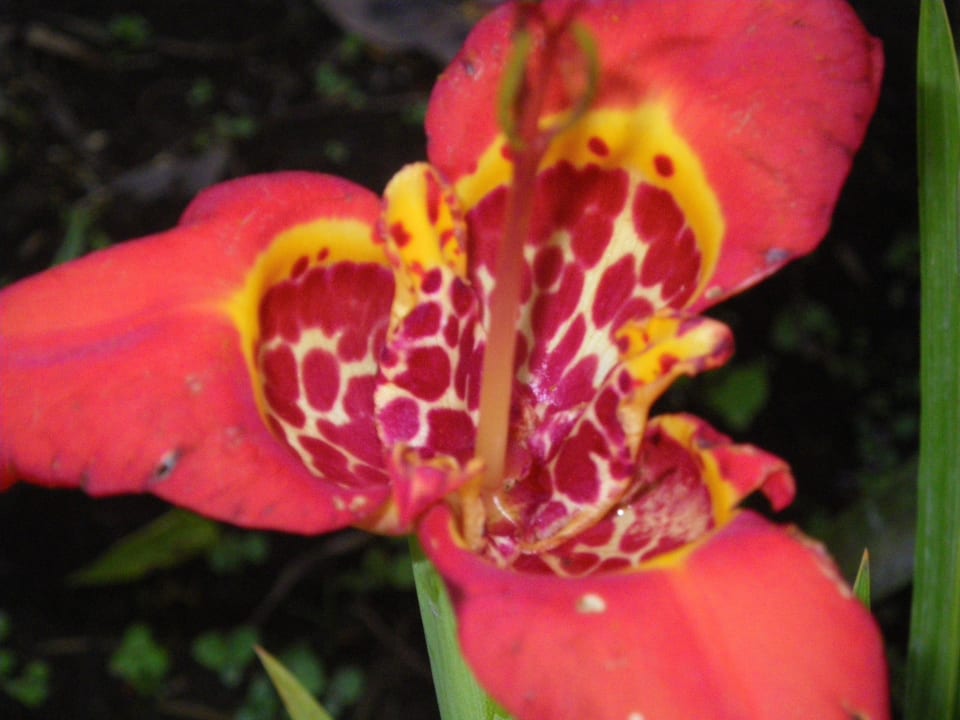 Orquidea B&B La Casa Amarilla