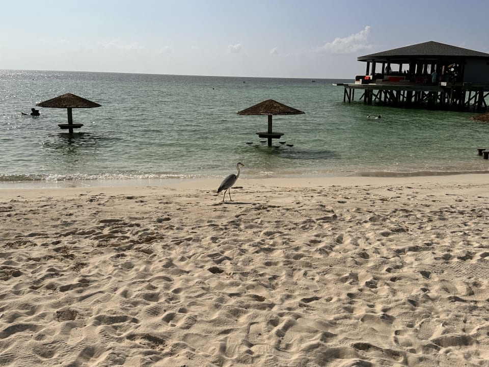 Außenansicht Centara Ras Fushi Resort & Spa Maldives