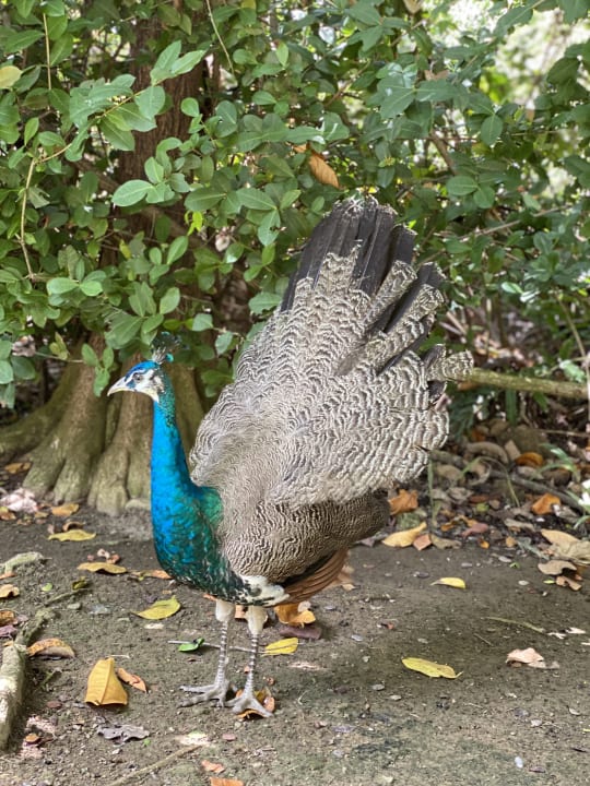 Gartenanlage Caribe Deluxe Princess