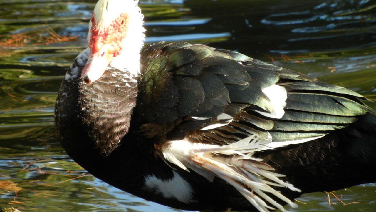 Am Ententeich Aldiana Club Rocca Nettuno Calabria