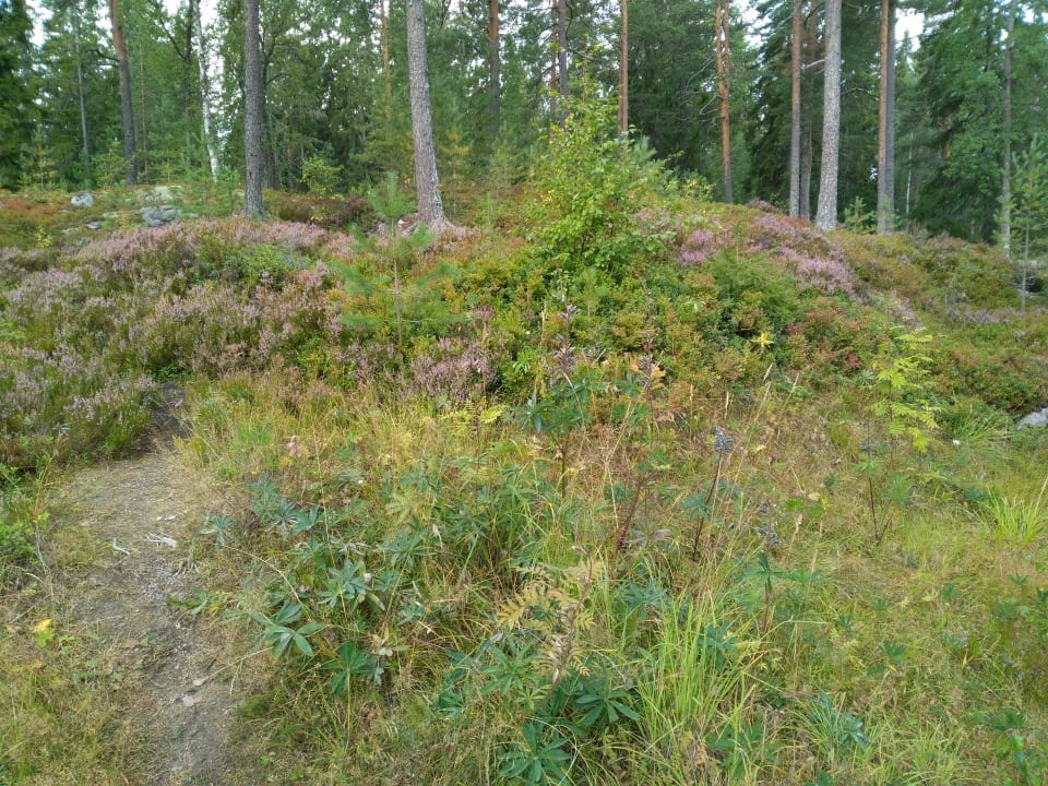 Gartenanlage Hotel Korpilampi